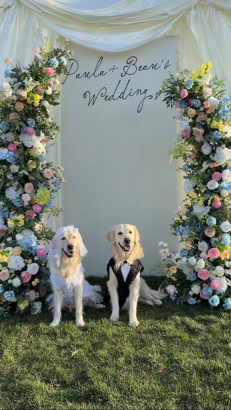 Two golden retrievers wearing a white wedding dress and a black tuxedo.