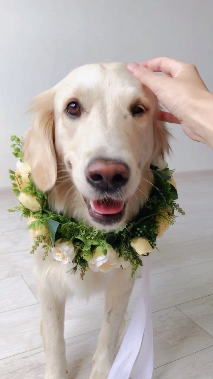 Golden retriever wearing a floral collar with white and yellow flowers and green leaves.