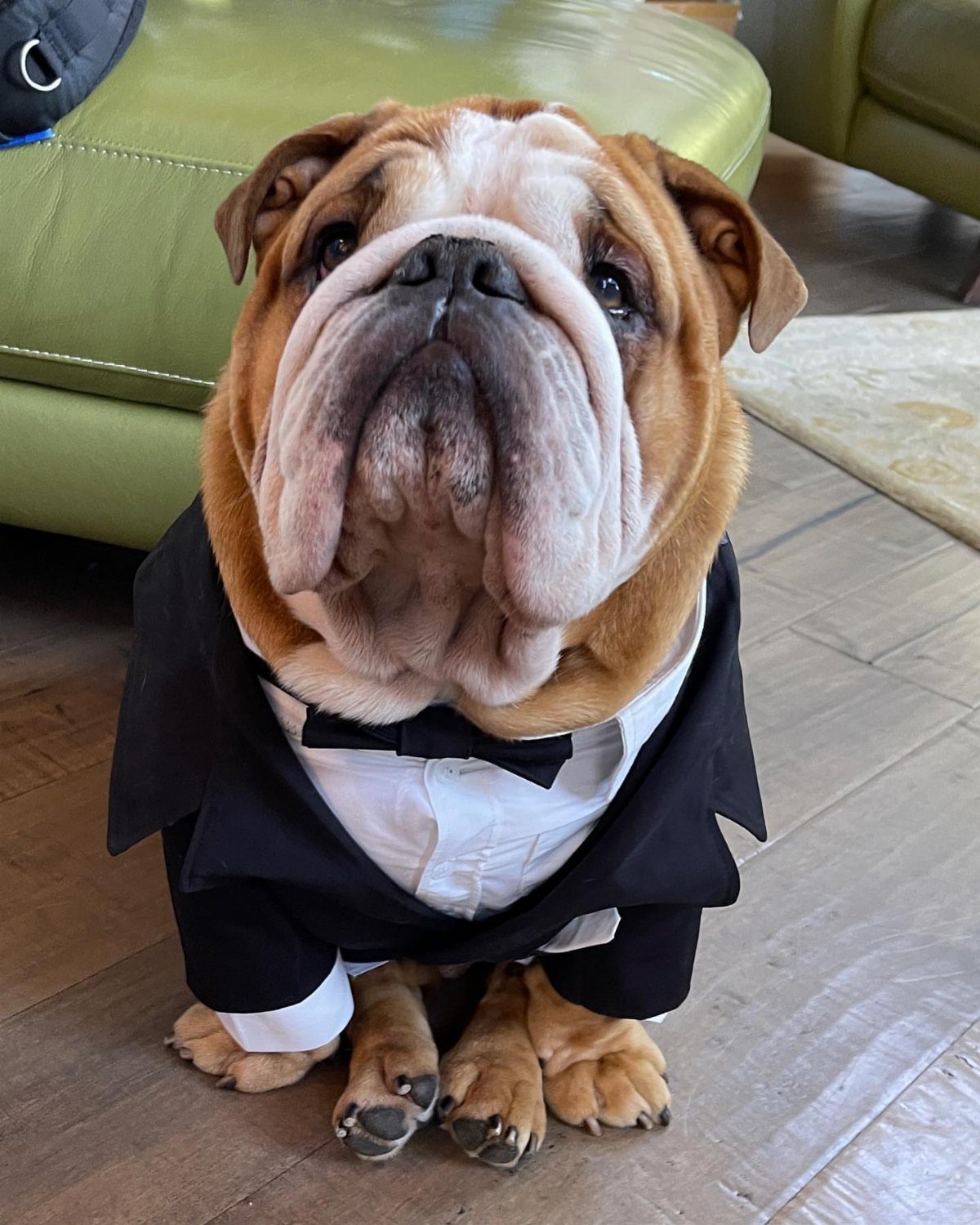 English Bulldog wearing a formal black tuxedo and bowtie sitting on wooden flooring.