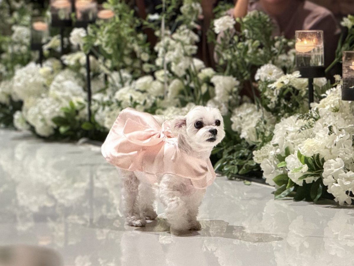 Small white dog wearing a pink satin wedding cape and bow among white flowers.