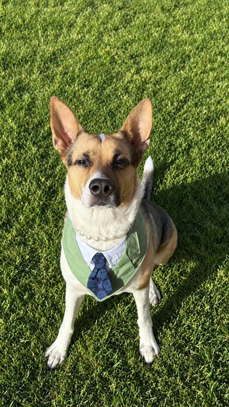 Brown and white dog wearing a green vest and blue tie on grass