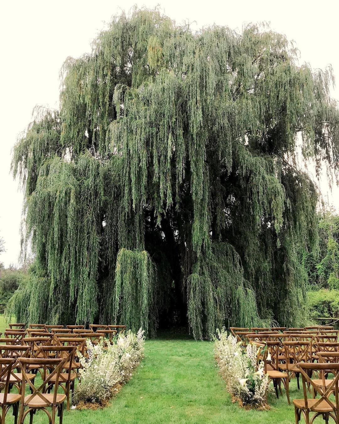 Wooden wedding chairs on a lawn facing a large weeping willow tree canopy.