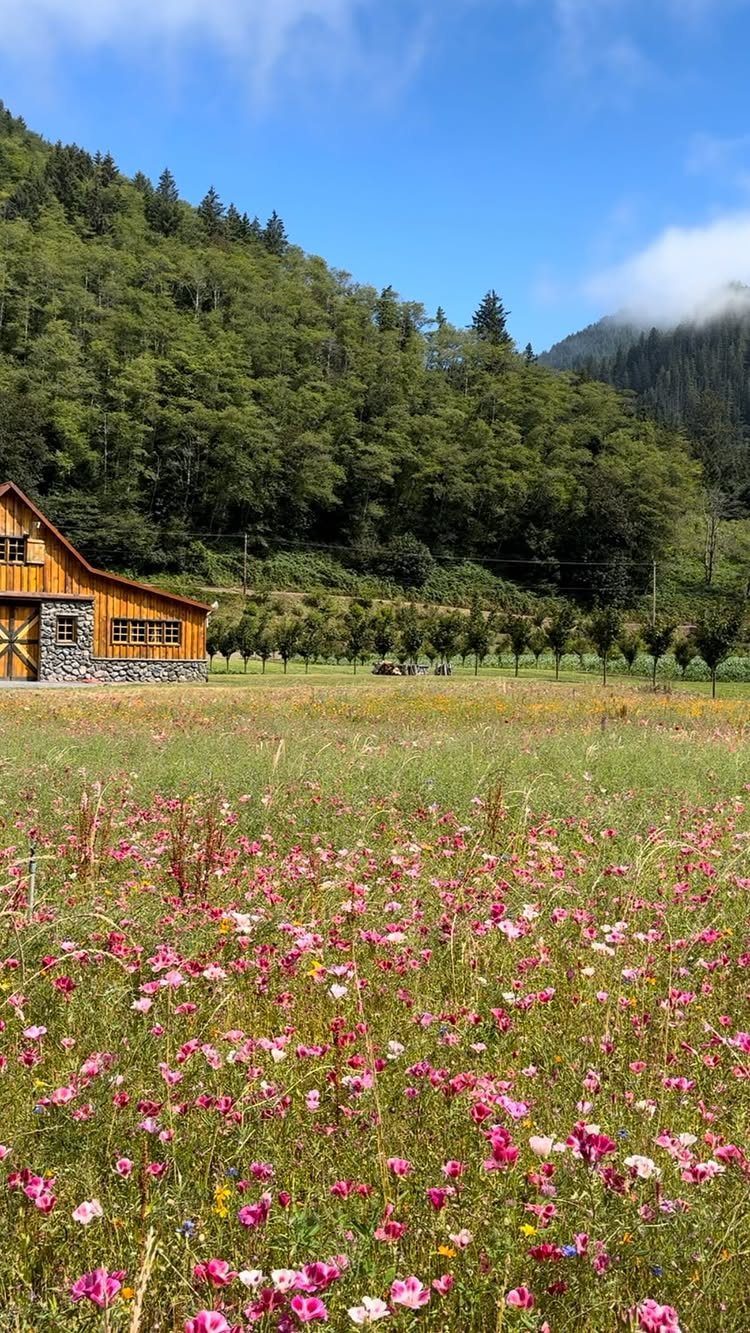 Wooden barn beside a vibrant field of pink and white wildflowers under a blue sky.