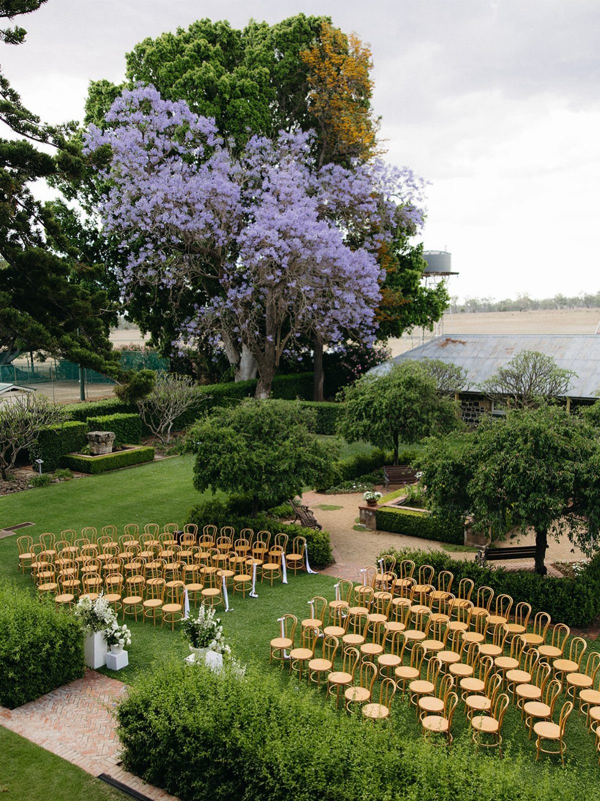 Gold chairs arranged for a wedding ceremony on a lawn with purple jacaranda trees.